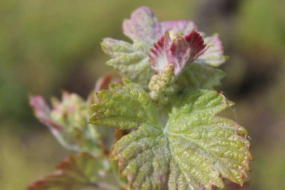 Rangs de vignes enherbés à Listrac-Médoc